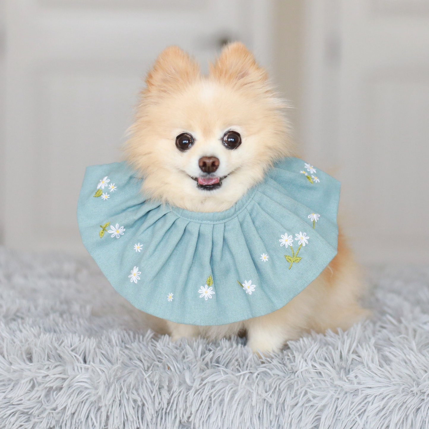 Pomeranian wearing blue linen dog bib