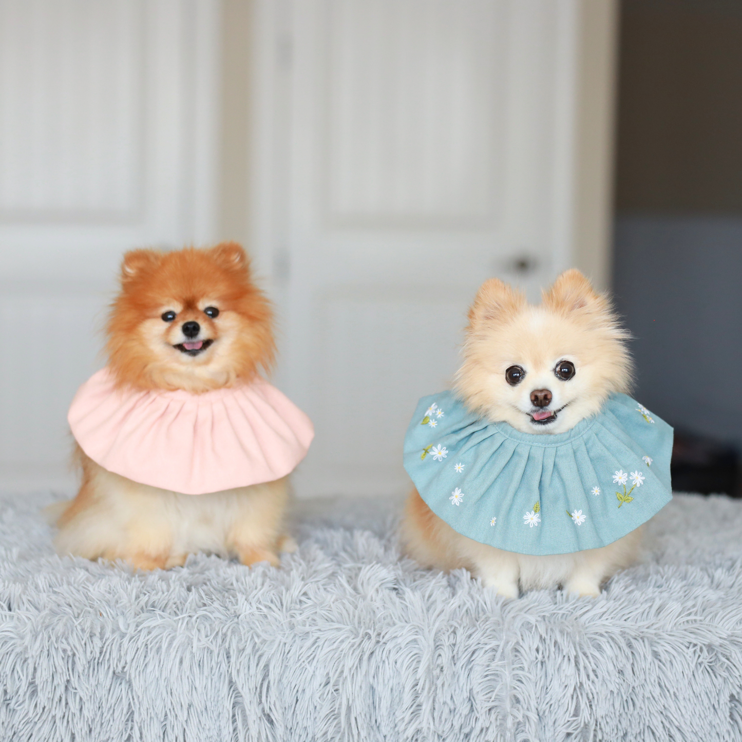 Small dogs wearing dog bibs for mealtime