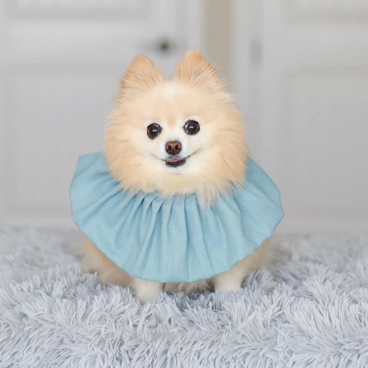 Pomeranian in sky blue dog bib bandana