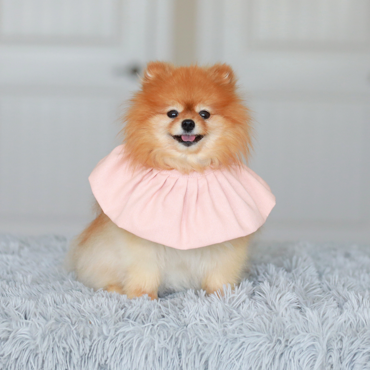 pomeranian in light pink dog bib bandana