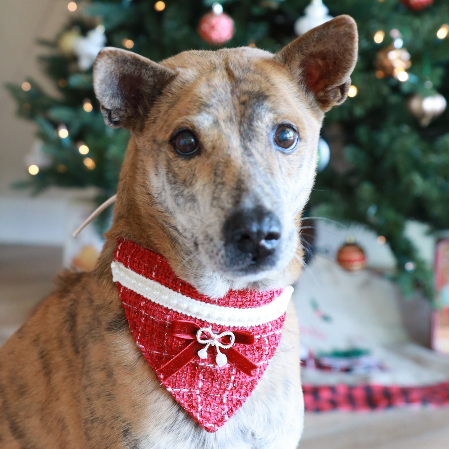 Festive Ruby Bandana