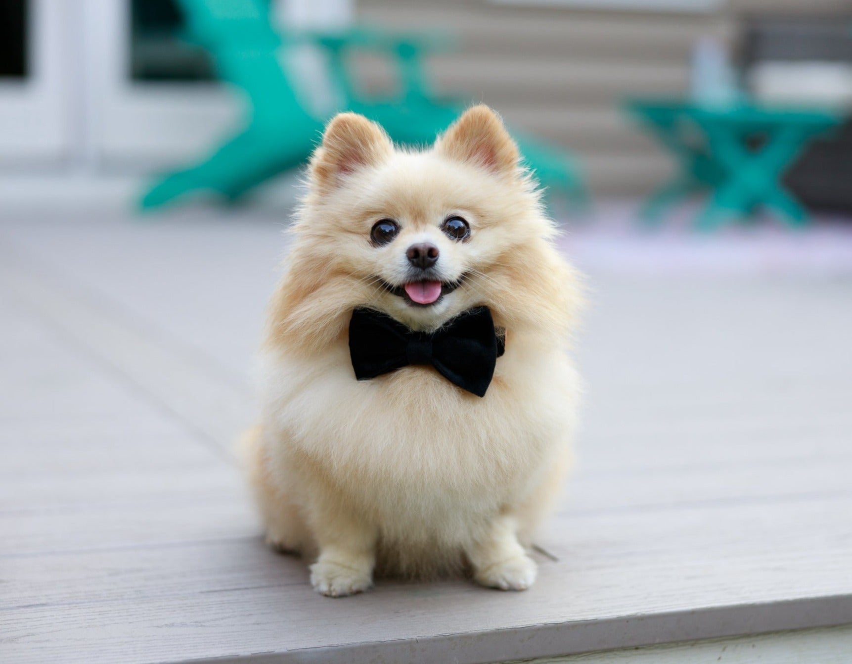 Pomeranian best sale bow tie